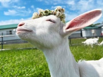 弘安倉庫株式会社【弘安牧場】-6