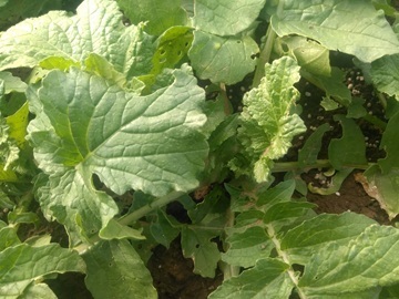 株式会社さんさんふぁーむ-2