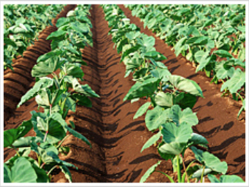 東京都中央区×農業資材営業・開発/法人【41929】-2