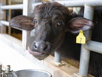 株式会社KURKKU FIELDS RANCH【酪農】-2