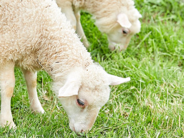 株式会社KURKKU FIELDS RANCH【酪農】-3