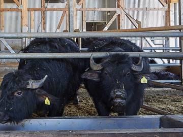 株式会社KURKKU FIELDS RANCH【酪農】-4