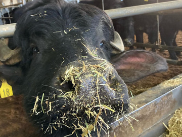 株式会社KURKKU FIELDS RANCH【酪農】-5