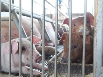 有限会社共立ファーム-1