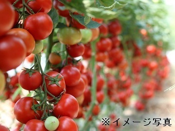 千葉県南房総市×野菜/法人【41985】-2