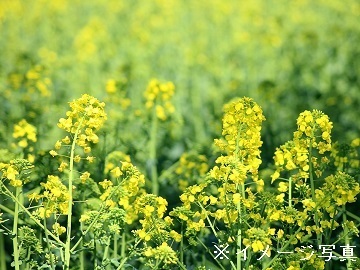 千葉県南房総市×野菜/法人【41985】-1