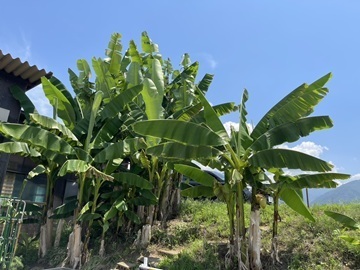 有限会社勝沼栄玉園-2