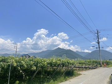 有限会社勝沼栄玉園-3