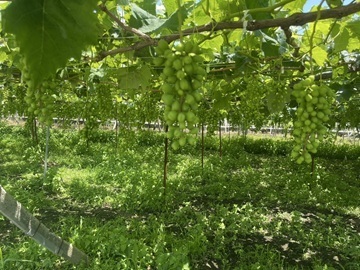 有限会社勝沼栄玉園-4