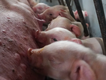 有限会社増田ファーム-4