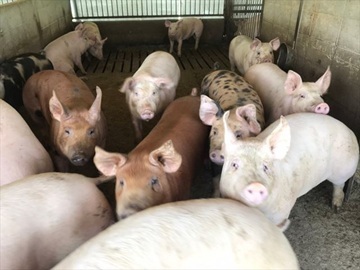 株式会社石﨑畜産ティーアイファーム-6