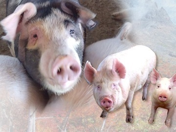 株式会社石﨑畜産ティーアイファーム-5