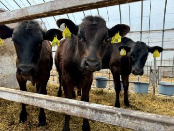 神内ファーム二十一株式会社【肉牛】-2