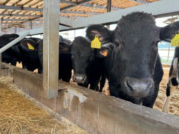 神内ファーム二十一株式会社【肉牛】-5