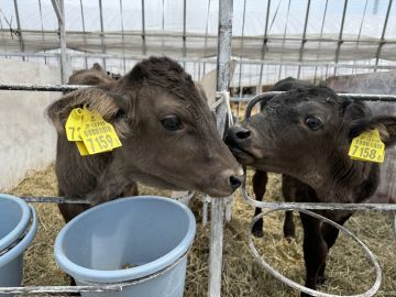 神内ファーム二十一株式会社【肉牛】-6