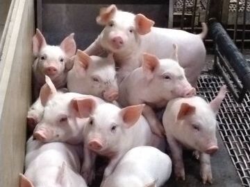 神内ファーム二十一株式会社 【養豚】-2