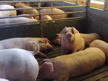 神内ファーム二十一株式会社 【養豚】-5