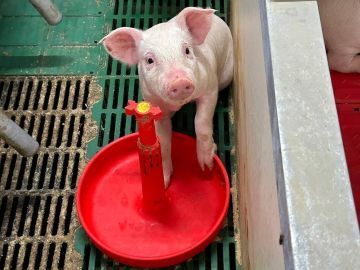 神内ファーム二十一株式会社 【養豚】-7