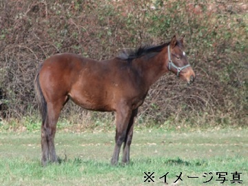 北海道新ひだか町×競走馬/個人【35860】-2