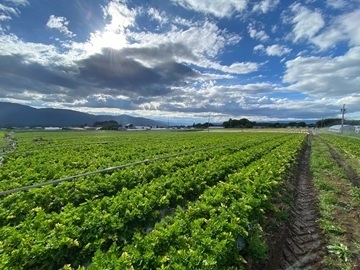 中村農園-1