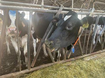 農事組合法人吉野牧場-3