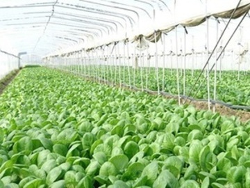 株式会社森島農園-1