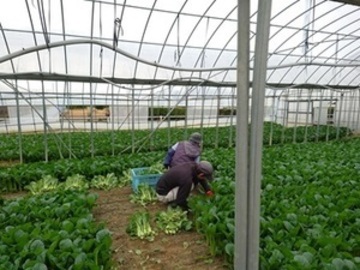 株式会社森島農園-2