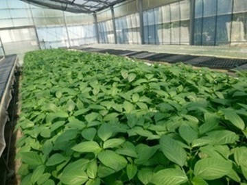 株式会社森島農園-7