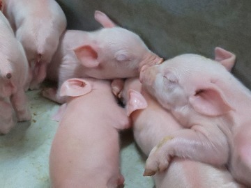 有限会社田村養豚場-2