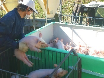 有限会社田村養豚場-3