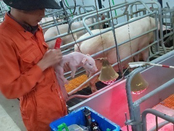 有限会社田村養豚場-4