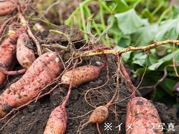 栃木県鹿沼市×露地野菜/法人【42108】-2