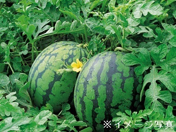 定六郎農園(さだろくろうのうえん)-8