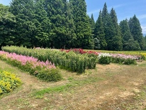 長野県飯島町×花/法人【42123】-top