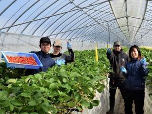 鳥取県北栄町 地域おこし協力隊募集【イチゴ産地化】-top