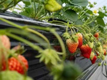 鳥取県北栄町 地域おこし協力隊募集【イチゴ産地化】-3