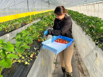 鳥取県北栄町 地域おこし協力隊募集【イチゴ産地化】-4