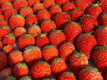 鳥取県北栄町 地域おこし協力隊募集【イチゴ産地化】-8