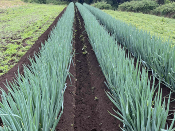 定六郎農園(さだろくろうのうえん)-6