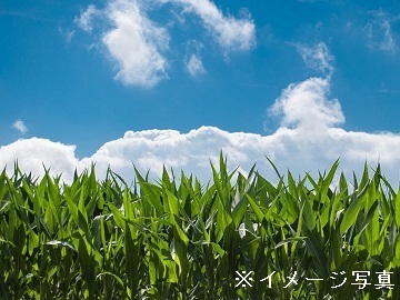 大分県豊後高田市×露地野菜/法人【42131】-top