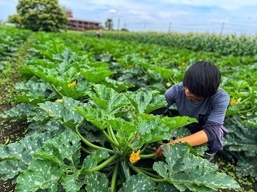 田中農園-4