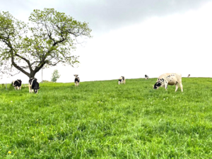 有限会社畑中ファーム-top