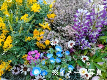 鳥取県北栄町 地域おこし協力隊募集【花壇苗】-1