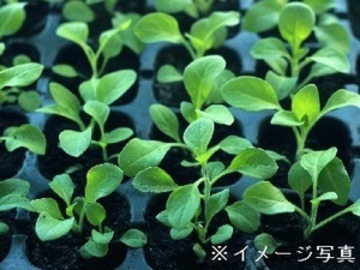 鳥取県北栄町 地域おこし協力隊募集【花壇苗】-4