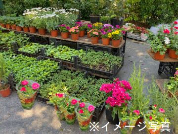 鳥取県北栄町 地域おこし協力隊募集【花壇苗】-5