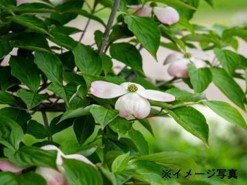 株式会社倉持グリーン-7