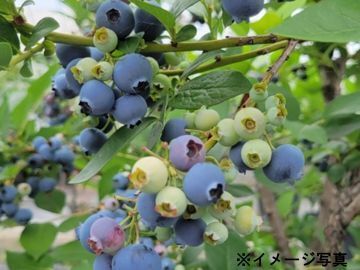 株式会社倉持グリーン-8