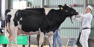 株式会社T＆M Holsteins