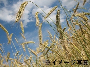 愛知県弥富市×稲作・畑作/法人【42176】-1