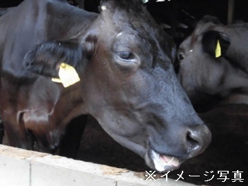 岐阜県高山市×肉牛/法人【42201】-2